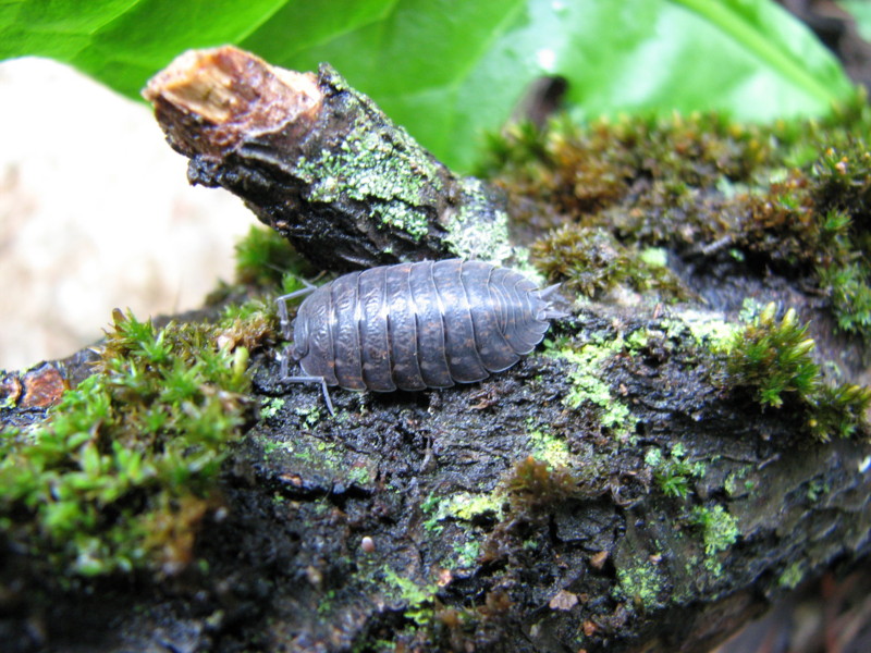 Armadillidium sp. e Oniscus asellus